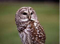 Tawny Owl