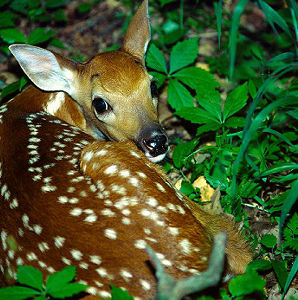 Fallow Deer