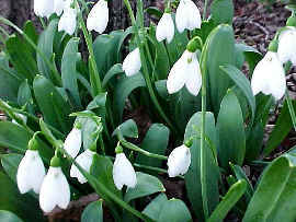 snow Drops