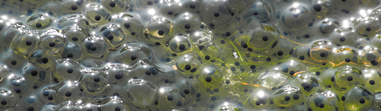 Caring for Frogspawn and Tadpoles - Guide | Young People's Trust For the Environment