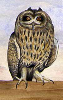 Short eared owl