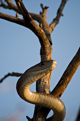 Picture of a Black Mamba snake