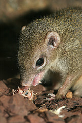 Common Tree Shrew © Arjan Haverkamp CC BY 2.0