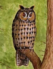 Long eared owl