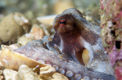 Common Octopus