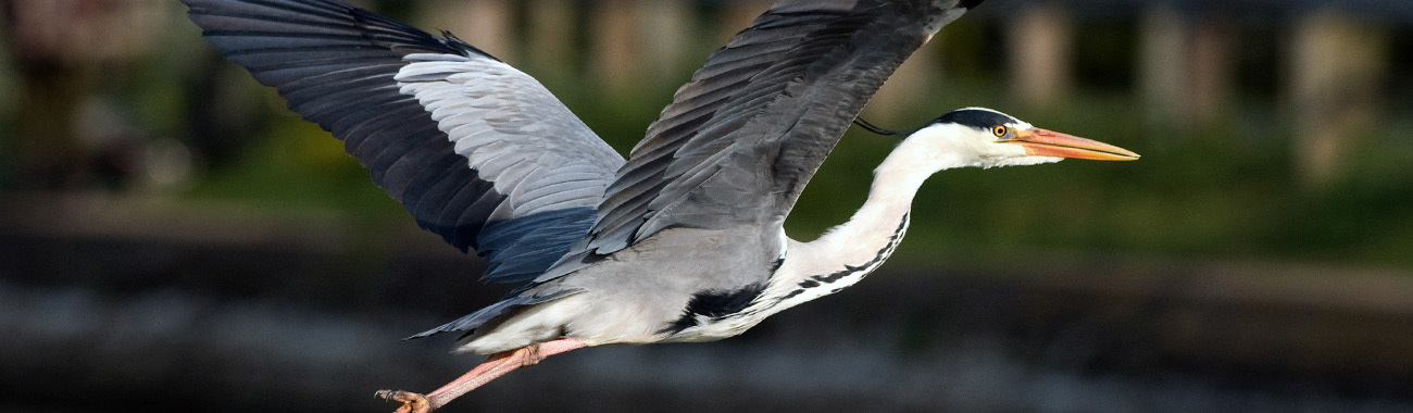 Heron (Grey) Overview Young People's Trust For the Environment