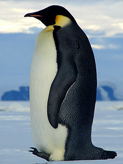 Emperor Penguin © Lyn Padgham CC BY 2.0