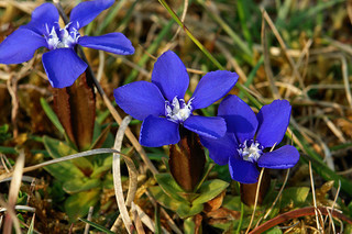 Spring gentian CC chrispd1975