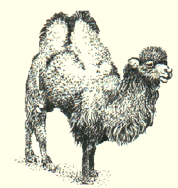 Bactrian Camel