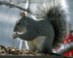 Picture of a Grey Squirrel