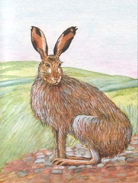 Brown Hare