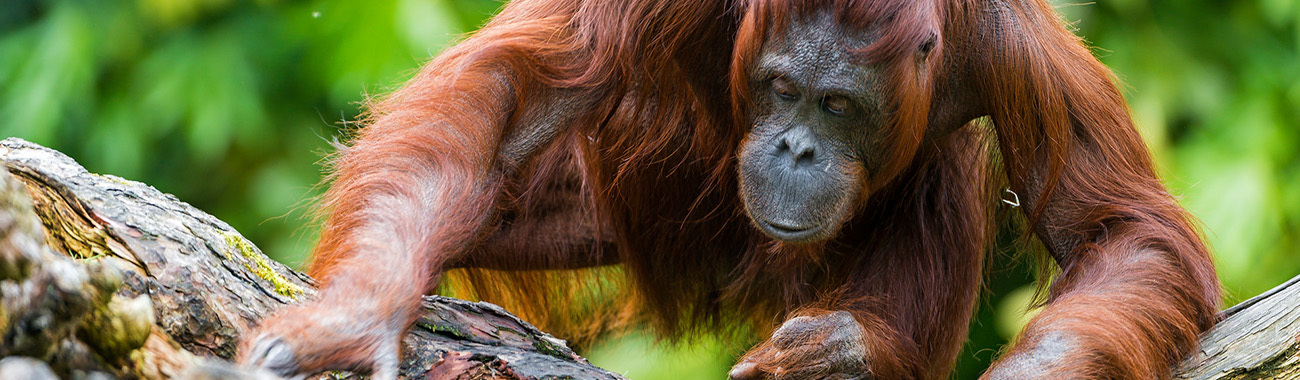 Orangutan - Overview | Young People's Trust For the Environment