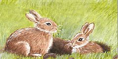 Illustrations of rabbits