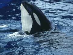 Whales - Saving the Whales - Whale Groups | Young People's Trust For