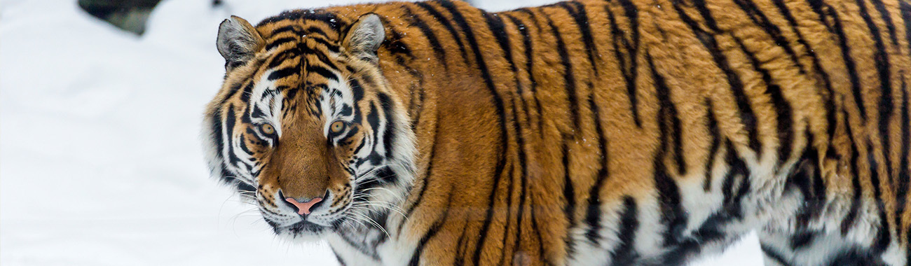 Tiger (Siberian) - Food and Hunting | Young People's Trust For the Environment