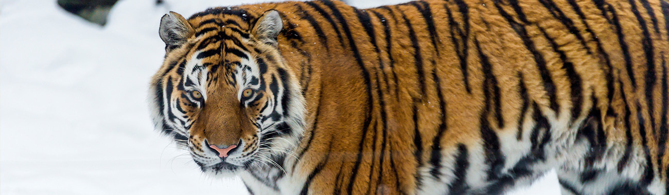 Tiger (Siberian) - Food and Hunting | Young People's Trust For the