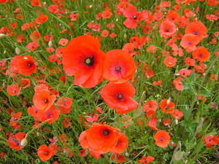 Poppie photo CC Karen Roe