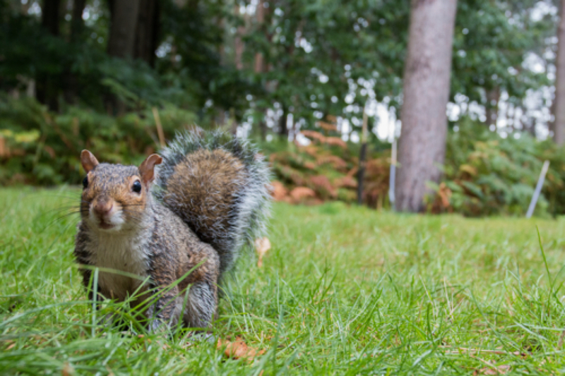 Grey squirrel by Alexander Law