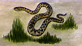 Illustration of an Adder