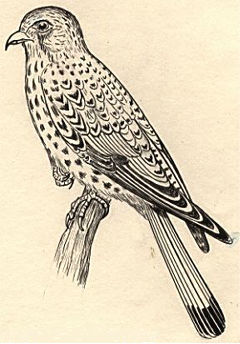 kestrel