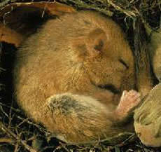 Dormouse