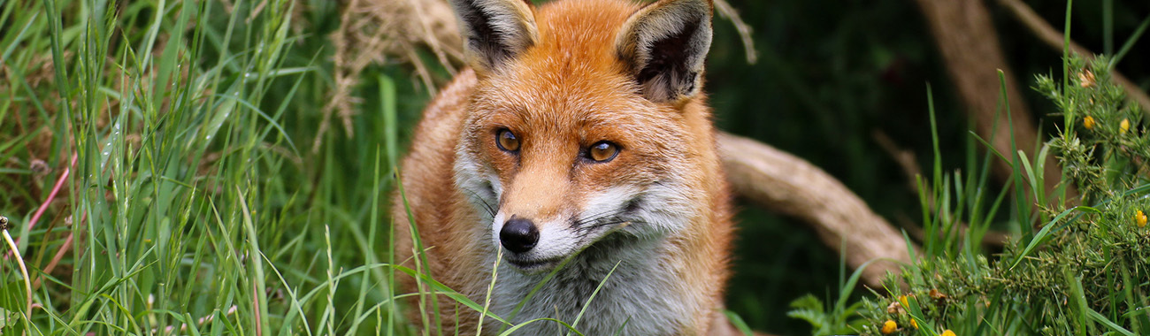 Red Fox Interaction with Humans - Foxes as a Resource
