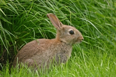 Picture of a Rabbit