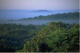 Rainforest Canopy