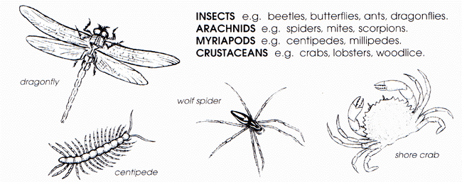 arachnids examples