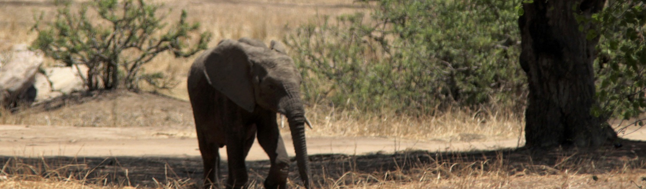 African Savanna: Plants and animals | Lesson Plans for Teachers | Young