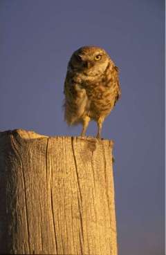 Little Owl