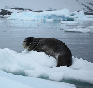 Picture of a Leopard Seal on pack ice