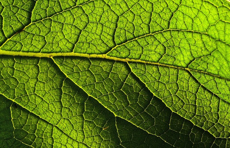 Leaves - Why do plants have leaves? | Young People's Trust For the ...