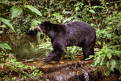 Spectacled Bear © Tim Snell CC BY-ND