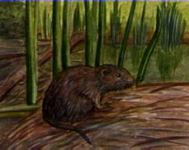 Illustration of a water vole