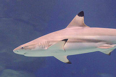 Blacktip Shark © Ross Elliott CC BY 2.0