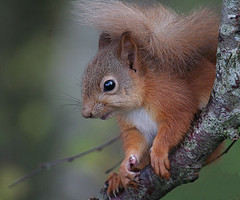 Picture of a Red Squirrel