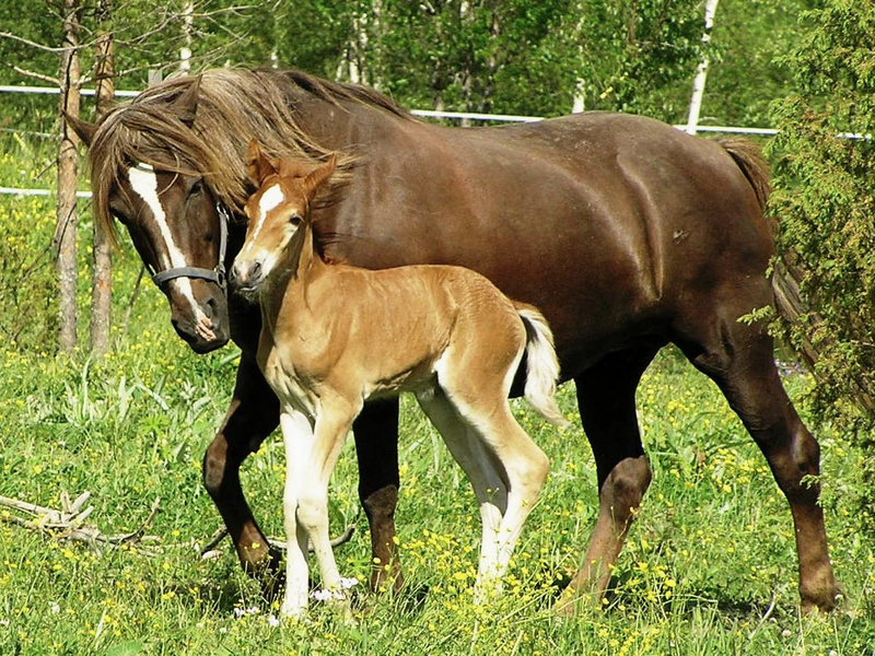 Horses - Breeding and Life Stages | Young People's Trust For the Environment