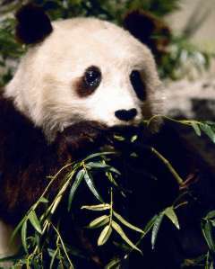 Giant Panda