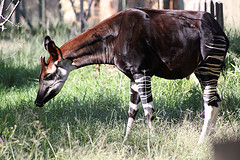 Okapi © Derek Keats CC BY-SA 2.0