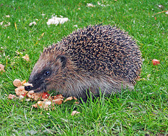 Hedgehog © Duncan Harris CC BY 2.0