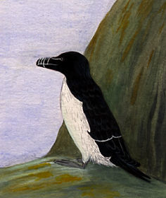 Illustration of a Razorbill