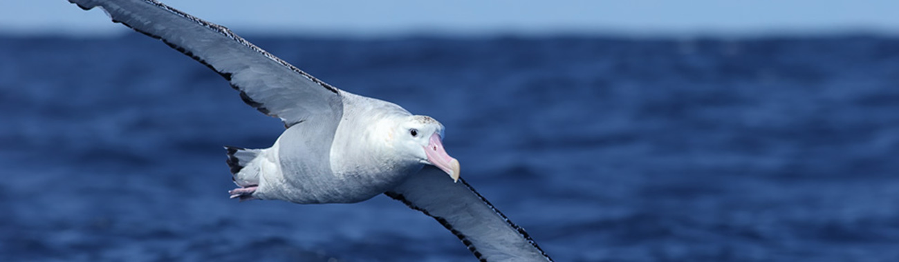 wandering albatross distance