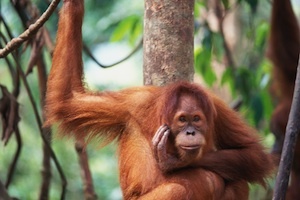 Orangutan