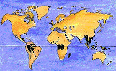 Rainforest Map