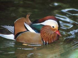 Mandarin Duck