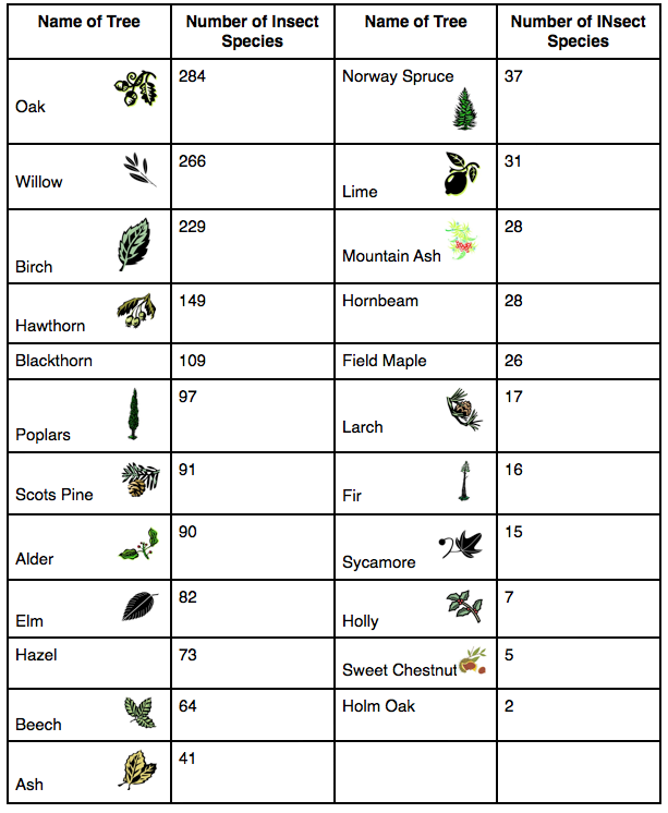 tree Insect table