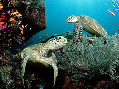 Picture of Green Turtles