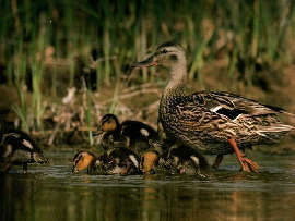 mallard ducks