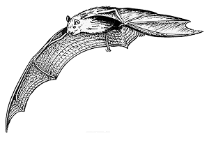 Pipistrelle Bat